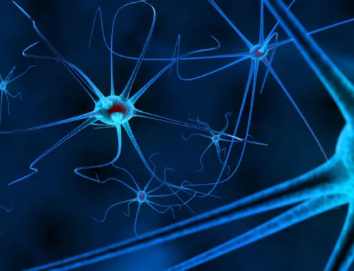 Neuroliderazgo aplicado a la empresa